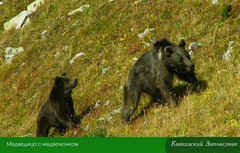 西高加索區自然遺產內的熊，2010年10月。(Maria Kaplina攝影，教科文組織提供)