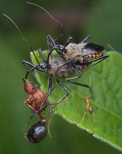 Food, sex and TV. Mating assassin bugs with ant prey Myrmicaria sp queent ant.......:D IMG_4897 merged copy