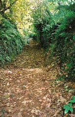 Green Lanes of Devon