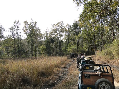 Jeeps lined up for elephant ride in Kanha