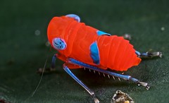 Hemiptera (Guyana)