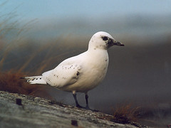 Ismåke (Ivory Gull)