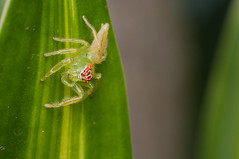 Green Jumping Spiders