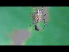 Vidéo araignées