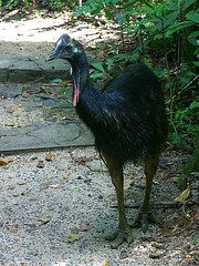 Casuariidae - Cassowaries & Emu