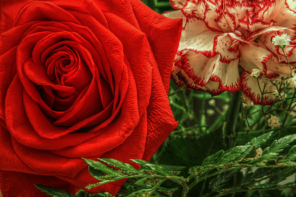 Rose Closeup in HDR