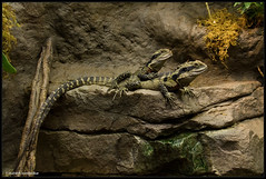 AMNH Reptiles