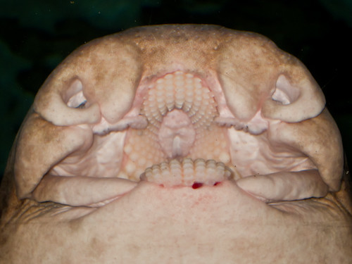 bamboo shark mouth