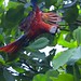 Scarlet Macaw 