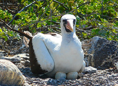 Galapagos Sulidae