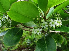 Aquifoliaceae (Holly family)
