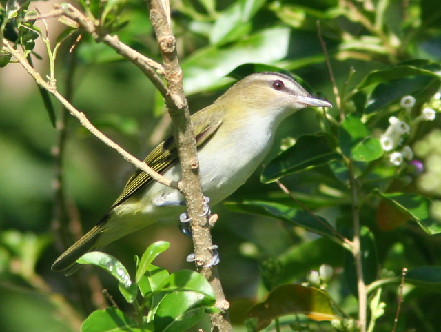 Red-eyed Vireo 2-20100922