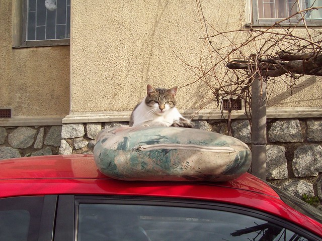 cat with car II