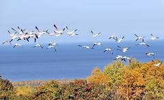   SNOW GEESE  |  OIES DES NEIGES 