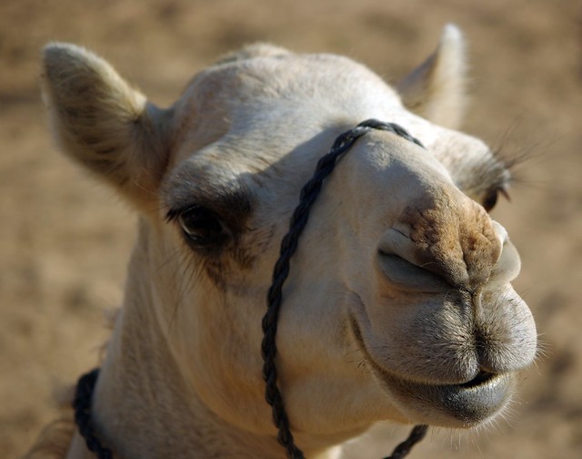 Non tourist camel, Liwa Desert