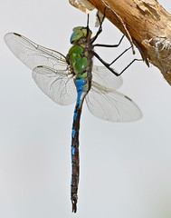 Emperor Dragonfly (Anax imperator) male resting ...