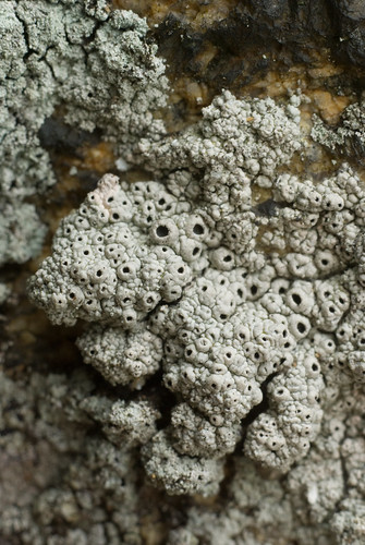 some crustose lichen