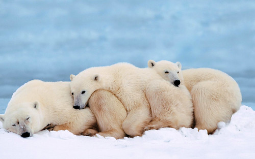  無料写真素材, 動物 , 熊・クマ, ホッキョクグマ・シロクマ, 動物  親子, 寝顔・寝姿  