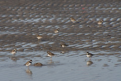 20100828 - Crosby Landing Birds