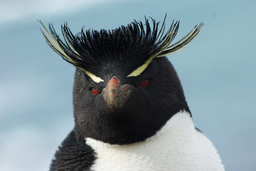 Rockhopper penguin portrait by Sallyrango