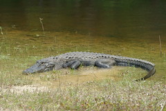 Florida wildlife Spring 2010