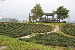 台灣(Taiwan)-玉蘭茶園