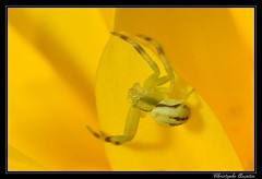 Araneae/Thomisidae