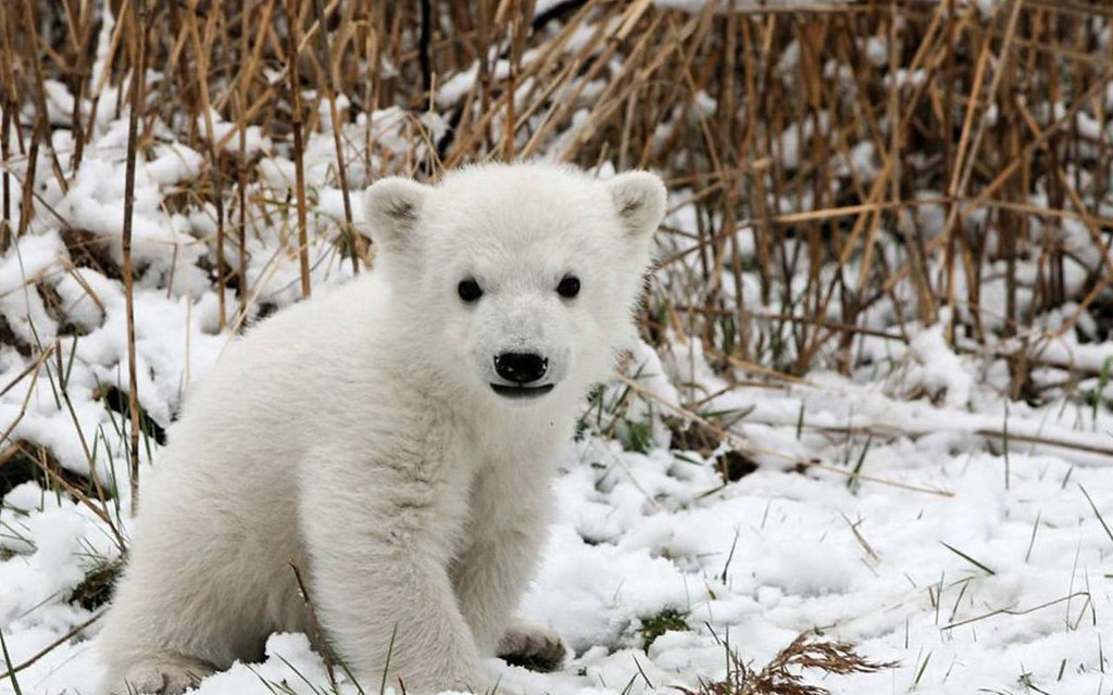 雪原にいる小さい白い熊