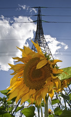Sunflowers & Electricity