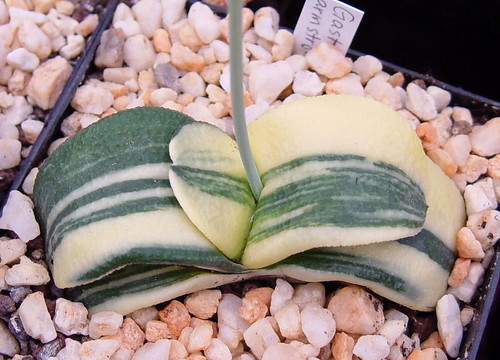 Gasteria armstrongii variegate by picta67
