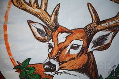 Deer and other antlered things
