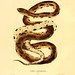 008-Coluber melanoleucus-North American herpetology…1842-Joh Edwards Holbrook