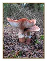 Paddenstoelen / Mushrooms