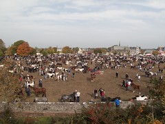 Ballinasloe Horse Fair 2010