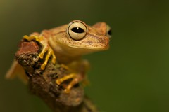 Amphibians (Guyana)