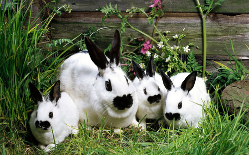 無料写真素材|動物|哺乳類|兎・ウサギ