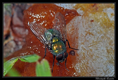 Diptera/Calliphoridae