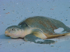 Endangered Kemp's Ridley sea turtle (Lepidochelys kempii)