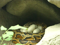 snake with eggs