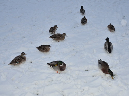 Ducks in snow