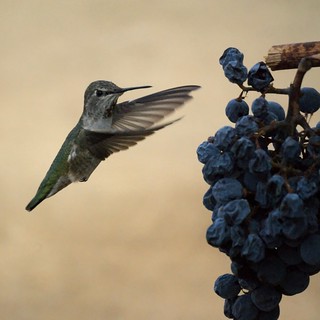Hummingbird in the vineyard