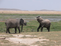 Young Bull Elephants engaged in mock fight