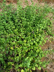 Plumbaginaceae (Leadwort family)
