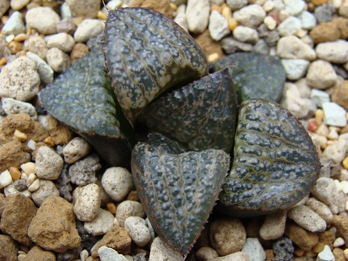 Haworthia pygmaea v. splendens, GM452 W of Albertinia.Ex.Eden Plants by vane-lz
