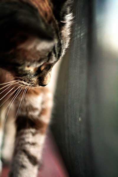 May 10, 2010: kitty curiosity