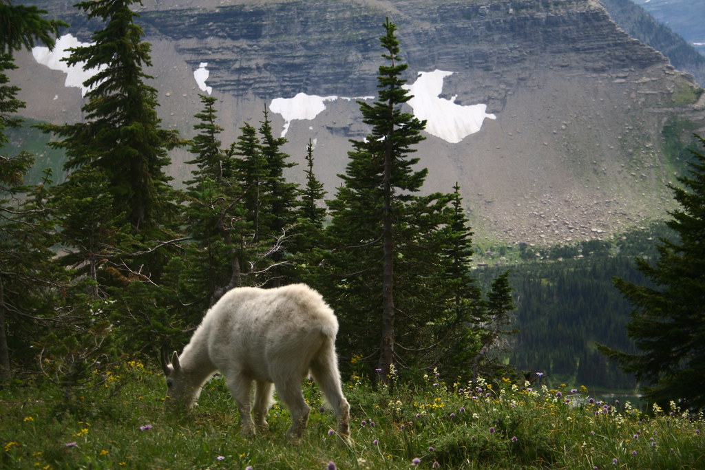 Mountain goat in Glacier