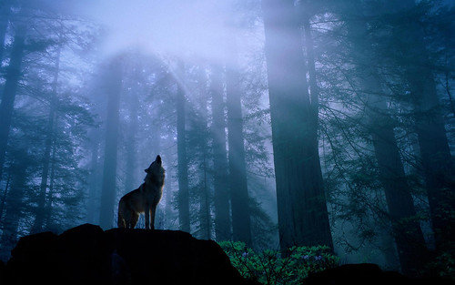  無料写真素材, 動物 , 狼・オオカミ, 森林  