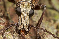 Coleoptera (Guyana)