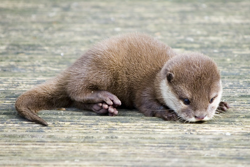Baby Otter by Photography By Pixie