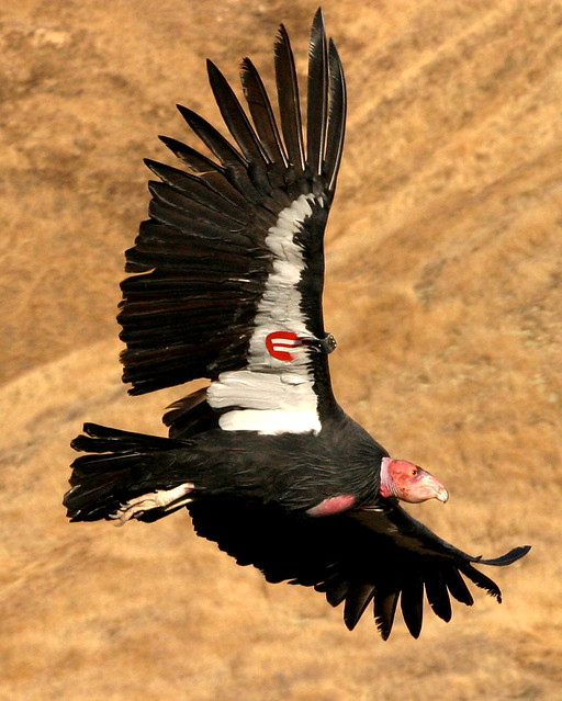 Flying California condor